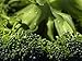 Produktbild Vero-Puzzle 48493 Natur - Broccoli, 500 Teile in hochwertiger, cellophanierter Puzzle-Schachtel