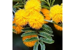seedsown Semillas de Oro Mimosa árbol (Acacia Baileyana) 20 + Semillas