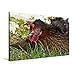 Produktbild Premium Textil-Leinwand 90 cm x 60 cm quer, Huhn sonnt sich im Gras | Wandbild, Bild auf Keilrahmen, Fertigbild auf echter Leinwand, Leinwanddruck: Carpe diem (CALVENDO Tiere)