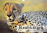 Raubkatzen. Die leisen Jäger (Wandkalender 2017 DIN A4 quer): Geschmeidige Eleganz auf samtigen Pfoten (Geburtstagskalender, 14 Seiten ) (CALVENDO Tiere) by 