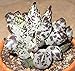 Produktbild Portal Cool Adromischus Cooperare V Clavifolius 2X Fettpflanze Clone Foglia XLC