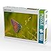 Produktbild violetter Feuerfalter 1000 Teile Puzzle quer (CALVENDO Tiere)