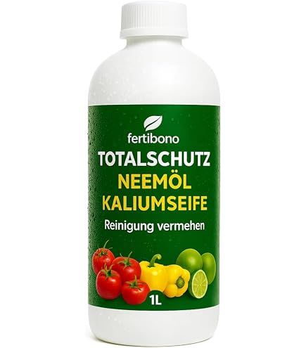 olivenbaum olea europaea essbar Olea Europaea Olivenbaum  vielgrn