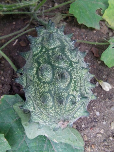Kiwano , Die Afrikanische Horngurke oder Hornmelone 10 Samen - 3