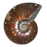 versteinerte seeigel bilder Ammonit Fossil aus Madagaskar Ammonit Cleoniceras Fossil ca. 100 Millionen Jahre alt ca. 42-45 mm opalisierend