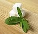 Produktbild AGROBITS 50 halb di Stevia Reudiana, dolcifinte Naturale Finden