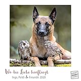  Wo die Liebe hinfliegt 2020 - Ingo, Poldi und Freunde - Wandkalender mit Spiralbindung - DUMONT Quadratformat 24 x 24 cm: Ingo, Poldi & Freunde