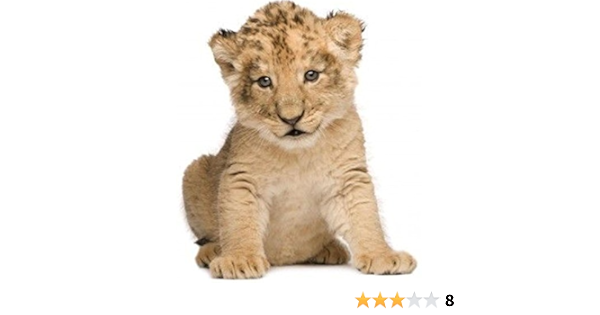 Amazon Fr Akachafactory Autocollant Sticker Voiture Moto Deco Animal Animaux Bebe Lion Lionceau Enfant Amazon Fr Akachafactory Autocollant Sticker Voiture Moto Deco Animal Animaux Bebe Lion Lionceau Enfant