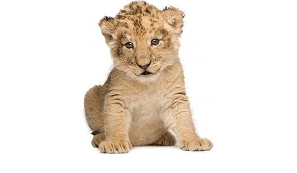 Autocollant Sticker Voiture Moto Deco Animal Animaux Bebe Lion Lionceau Enfant Amazon Co Uk Automotive