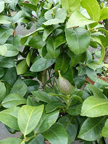Zitronenbaum Zitrone Citrus limon 75 – 95 cm Zitruspflanze - 4