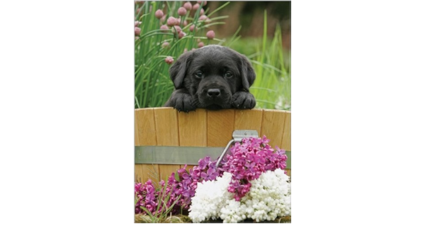 Photographie Vierge Carte D Anniversaire Aba7848 Chiot Golden Retriever Labrador Noir Amazon Fr Fournitures De Bureau