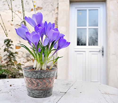 Vintage Blumentöpfe Blumenkübel Pflanzkübel Metall im römischen Stil Innengebrauch φ23cm H17cm - 3
