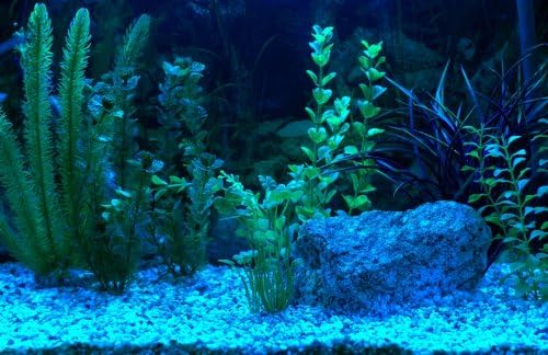 LED Aquarium Strip Lighting Set in Blue ** Fully Waterproof KIT Ideal for Transforming Aquariums, Fish Tanks, Ponds, ETC **