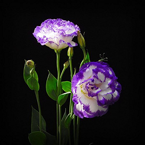 Lila Eustoma Samen Staudenblütenpflanzen Topfblumen Samen Lisianthus Multicolor für DIY Haus und Garten - 100 PCS