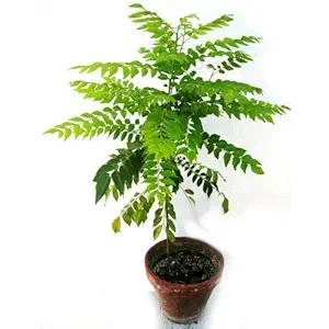 UGANIO PLANT Live Curry Sweet Neem Leaves Plant meethi neem Curry patta