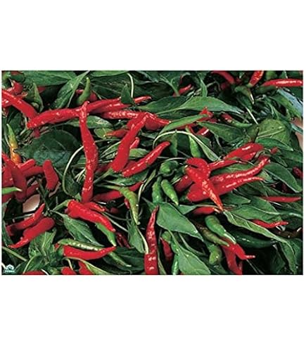 Delizie di Calabria Peperoncino Calabrese intero piccante secco 30 g