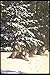 Produktbild 173051 Wolf Pack At Edge Of Snowy Woods A4 Photo Poster Print 10x8