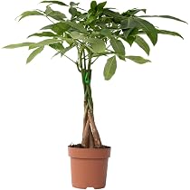 philodendron florida ghost Philodendron Florida Ghost 2.5