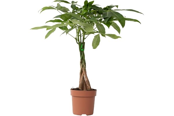 Plant in a Box - Pachira Aquatica - plante d'intérieur - Arbres à monnaie - Pot 17cm - Hauteur 60-70cm