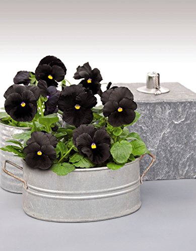 Creative Farmer Flower Seeds : Black Panther Flower Plant Seeds Hybrid Balcony Plant Seeds (10 Packets) Garden Plant Seeds
