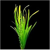 Vallisneria Spiralis Saksı Canlı Bitki