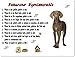 Produktbild Merchandise for Fans Blechschild/Warnschild / Türschild - Aluminium - 20x30cm Eigentumsrechte Motiv: Weimaraner (01)