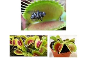 les colis noirs lcn Lot 10 graines de Dionée Attrape Mouche Plante Carnivore Insectes Mouches