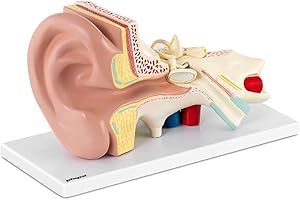 PHYSA WELLNESS & LIFESTYLE Physa Maquette Modèle Anatomique De L'Oreille Humaine Anatomie PHY-EM-2 (3D, En 4 Parties, 3 Fois La Taille, Très Riche En Détails, Sur Base, Plastique)
