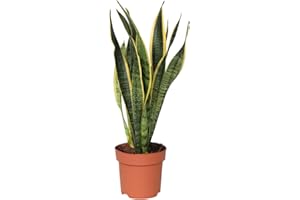 Plant in a Box - Sansevieria Laurentii - Plante d'intérieur facile - Langue de belle-mère - Pot 14cm - Hauteur 40-50cm