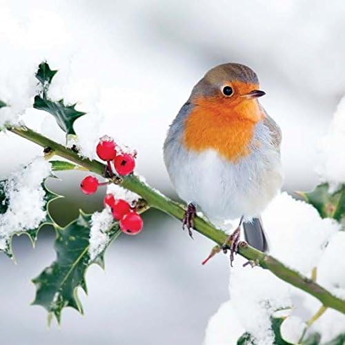 12 Quality Religious Christmas Cards ROBIN RED BREAST - Christian Xmas