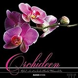 Image de Orchideen 2016 - Blumen - Bildkalender (33 x 33) - mit Texten und Foliendeckblatt