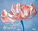 Silent Moments - C. Drossert 210119 2019: Großer Wandkalender. Foto-Kunstkalender Blumen und Stilleben. Querformat 55 x 45,5 cm by 