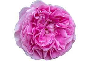 Gertrude Jekill®, rosa viva di Rose Barni®, cespuglio in vaso English Roses®, fiori grandi a coppa, profumati, colore rosa carico, cod. 71116.