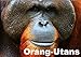 Produktbild Orang-Utans (Wandkalender 2019 DIN A2 quer): Baumbewohnente Menschenaffen im roten Zottelfell (Monatskalender, 14 Seiten ) (CALVENDO Tiere)
