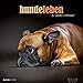 Hundeleben 2018 - Hunde - Bildkalender (33 x 33) - Tierkalender - mit Zitaten: by Sandra Schürmans by