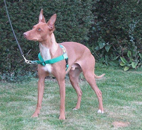 Arnés antitironesParte delantera en verde con material reflectante Scotchlite.