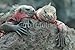 Produktbild Alu-Dibond-Bild 30 x 20 cm: "Galapagos Marine Iguanas resting on rocks", Bild auf Alu-Dibond