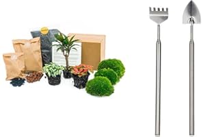 URBANJNGL Paquete de Terrario de Plantas - Palma - 3 Plantas - Paquete de navegación y Comienzo Terrario de Bricolaje - Mini Ecosistema Planta