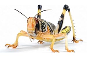 GENERIC Essex Reptile Livefood - Large Locusts Bulk bag of 100 - Feeder Insects for Reptiles