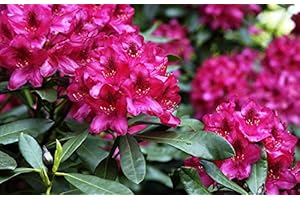 FLORANZA.DE Rhododendron Nova Zembla Rhododendron Hybride Nova Zembla Containerware 40-50 cm