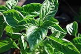 200 - semillas: albahaca genovesa - "el mejor albahaca para el pesto italiano".Mamma mia!! Envío gratuito.