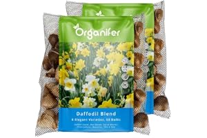 100 Påsklilja Blomsterlökar - Storlek XXL 12/ 14cm | 6 Eleganta Sorter - Påsklilja Blomsterlökar - Påsklilja Lökar - Ekologis