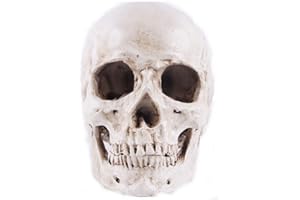 Yundxi 1: 1 Lebensgroß Menschlichen Schädel Totenschädel Figur Modell für Anatomischen Medizinischen Lehre Wohnzimmer Sammlung Dekor (Weiß)