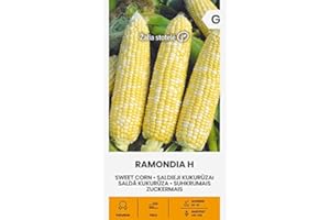 ŽALIA STOTELĖ Zalia stotele | MAÍZ DULCE RAMONDIA H Semillas | Semillas de hortalizas | Semillas de plantas | Semillas de jardín | 1 paquete