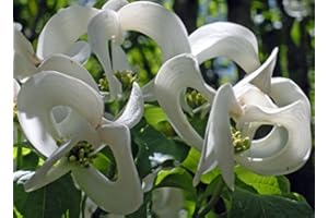 Très rare du Mexique cornouiller Graines - Cornus Florida Urbiniana Seeds, Chien de Bois frais Graines Paquet