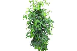 GARDEN MARKET PLACE Planta de interior - Planta para la casa o la oficina - Ficus benjamina - Higuera llorona verde - 1,5 metros