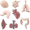 Rvtkak 8Pcs Simulation Human Body Organs Models Educational Toys Preschool Science Home School Teaching Aids for Kids -Heart Visceral Brain Skeleton Medical School Nursing Educational