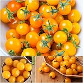 Tohhum Gold Nugget Cherry Domates Tohumu &ndash; Erken Olgunlaşan, Bol Verimli ve G&ouml;z Alıcı Sarı Meyveli T&uuml;r