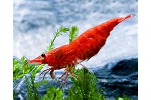 GARNELIO TIERE Garnelio – Crevettes Red Sakura – Neocaridina Davidi 'Red Sakura' – groupe 5