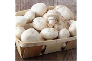 MONDOPIANTE Semi Micelio Per Funghi Champignon 25gr